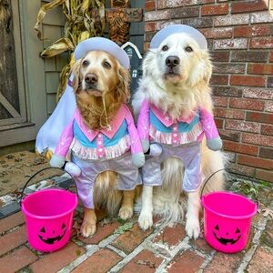 ✨ Halloween | dog costumes
